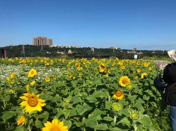 超夢幻!桃園花彩節大溪打頭陣 熱氣球、月亮搶先看