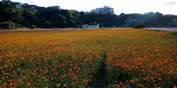 超夢幻!桃園花彩節大溪打頭陣 熱氣球、月亮搶先看