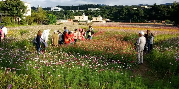 超夢幻!桃園花彩節大溪打頭陣 熱氣球、月亮搶先看