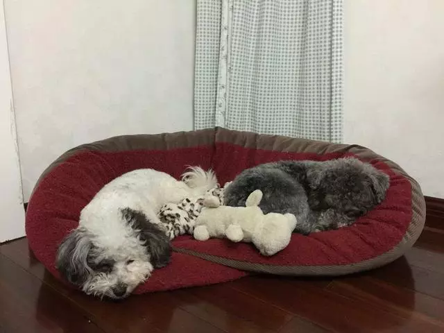狗狗打架怎麼辦,這幾大方法幫你解決,有效簡單好掌握