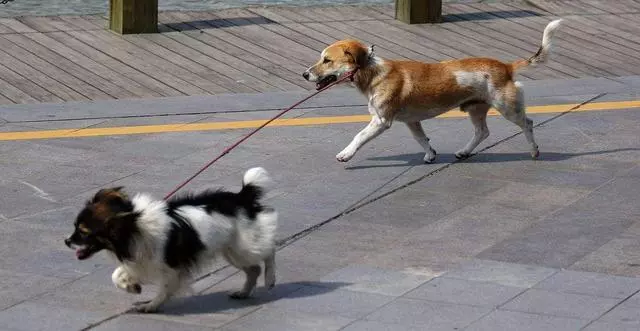 狗狗打架怎麼辦,這幾大方法幫你解決,有效簡單好掌握