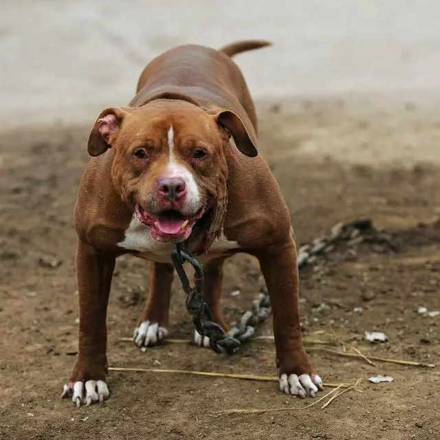 比特犬看起來十分兇猛,怎樣避免它有攻擊人?