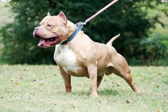 比特犬看起來十分兇猛,怎樣避免它有攻擊人?