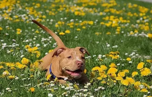 比特犬看起來十分兇猛,怎樣避免它有攻擊人?