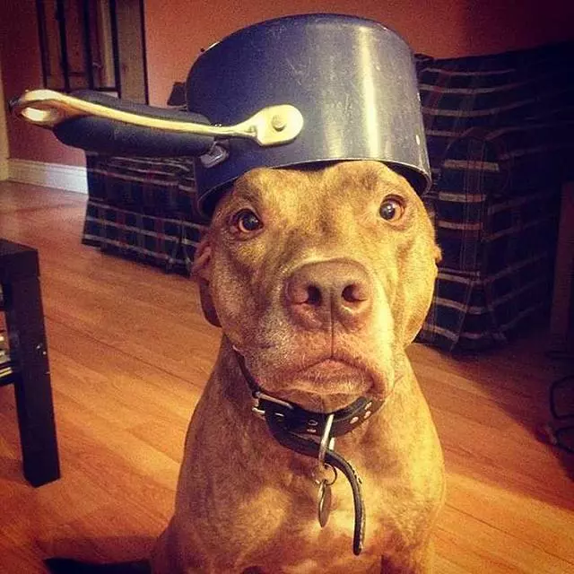 比特犬看起來十分兇猛,怎樣避免它有攻擊人?