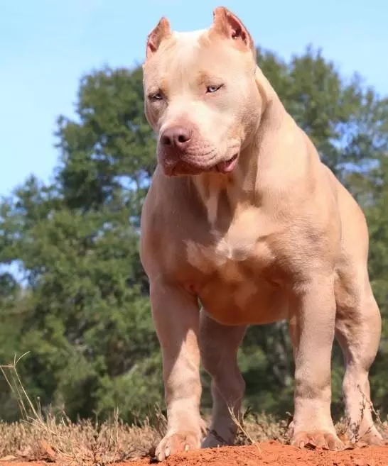 比特犬看起來十分兇猛,怎樣避免它有攻擊人?