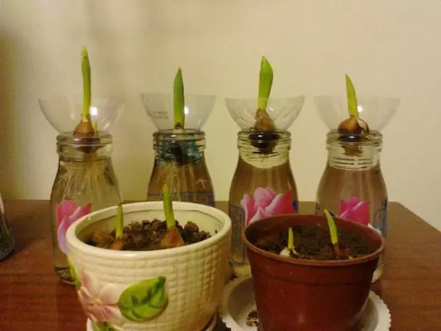 鬱金香在中國十分少見,想養好不容易,沒想到水培效果不錯!