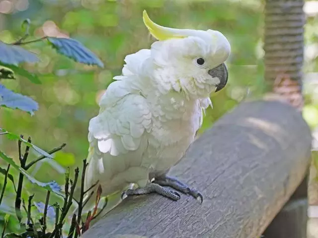 你是否真的了解鸚鵡嗎?