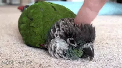 你是否真的了解鸚鵡嗎?