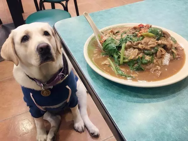 貪吃拉拉去隔壁餐桌討食,小孩被嚇尖叫,媽媽霸氣教育孩子,網:教育的真好!