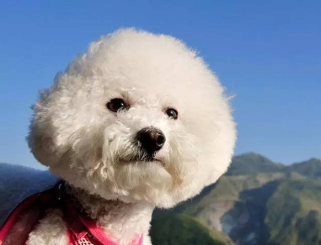 12星座專屬狗狗,我的是比熊,有個星座是哈士奇,你的呢?