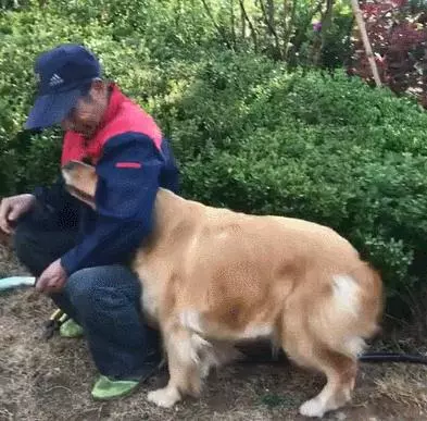 12星座專屬狗狗,我的是比熊,有個星座是哈士奇,你的呢?