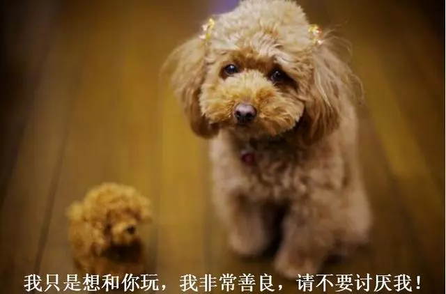 最讓人「討厭」的5種狗狗,個子小脾氣大,泰迪犬上榜