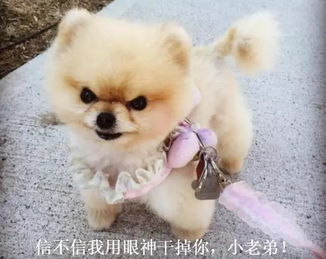 最讓人「討厭」的5種狗狗,個子小脾氣大,泰迪犬上榜