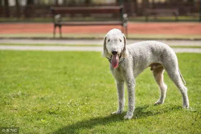 最讓人「討厭」的5種狗狗,個子小脾氣大,泰迪犬上榜