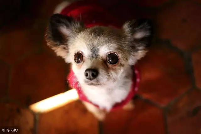 最讓人「討厭」的5種狗狗,個子小脾氣大,泰迪犬上榜