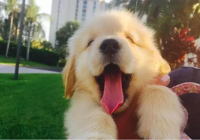 同為無攻擊性犬種,為啥喜歡拉布拉多犬的多,喜歡金毛的少?