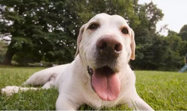 同為無攻擊性犬種,為啥喜歡拉布拉多犬的多,喜歡金毛的少?