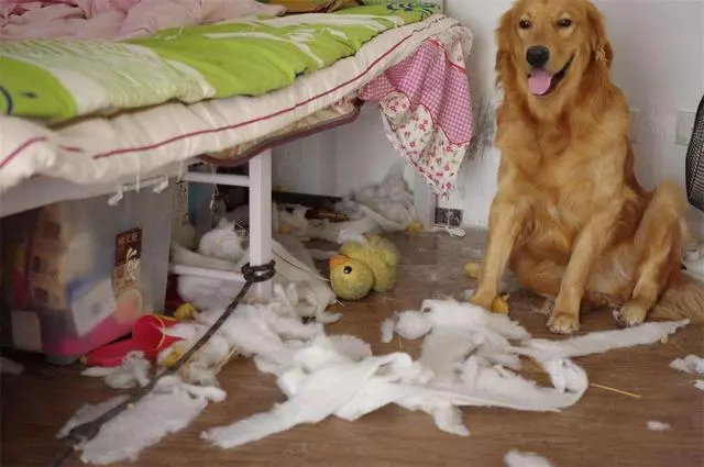 同為無攻擊性犬種,為啥喜歡拉布拉多犬的多,喜歡金毛的少?