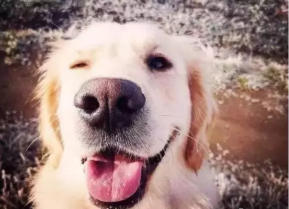 同為無攻擊性犬種,為啥喜歡拉布拉多犬的多,喜歡金毛的少?