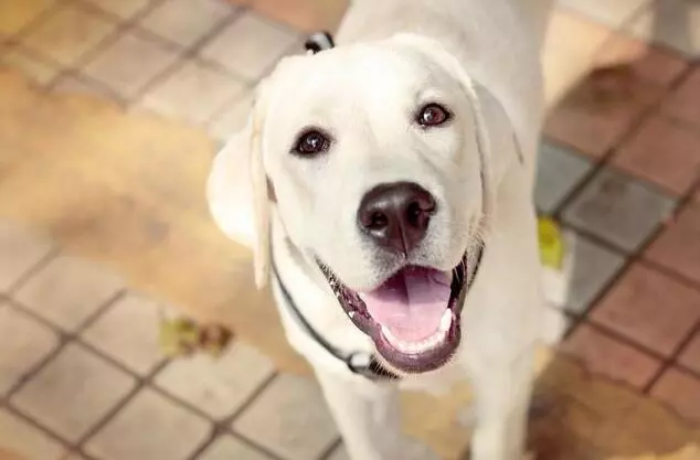 同為無攻擊性犬種,為啥喜歡拉布拉多犬的多,喜歡金毛的少?