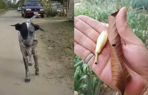 狗狗被拋棄,遇到三位好心人輪流照顧,浪汪每天撿花送農友:希望有人收養牠!