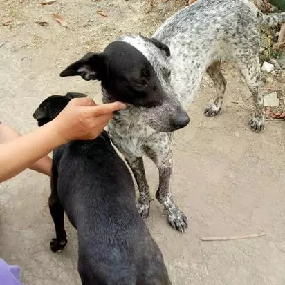 狗狗被拋棄,遇到三位好心人輪流照顧,浪汪每天撿花送農友:希望有人收養牠!