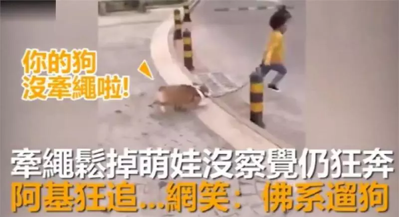 最佛系遛狗?小女孩遛牽引繩,快樂在其中,柯基拔腿狂追:繩子掉啦,等我啊!
