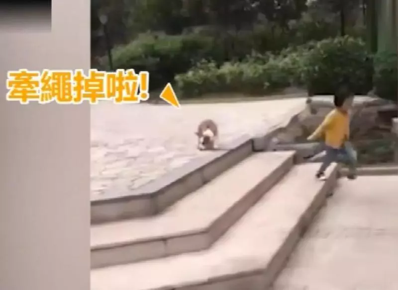 最佛系遛狗?小女孩遛牽引繩,快樂在其中,柯基拔腿狂追:繩子掉啦,等我啊!