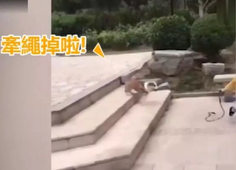 最佛系遛狗?小女孩遛牽引繩,快樂在其中,柯基拔腿狂追:繩子掉啦,等我啊!