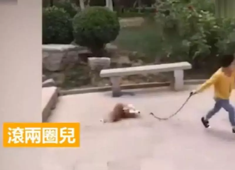 最佛系遛狗?小女孩遛牽引繩,快樂在其中,柯基拔腿狂追:繩子掉啦,等我啊!