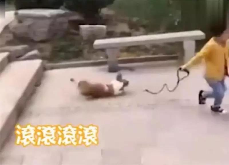 最佛系遛狗?小女孩遛牽引繩,快樂在其中,柯基拔腿狂追:繩子掉啦,等我啊!