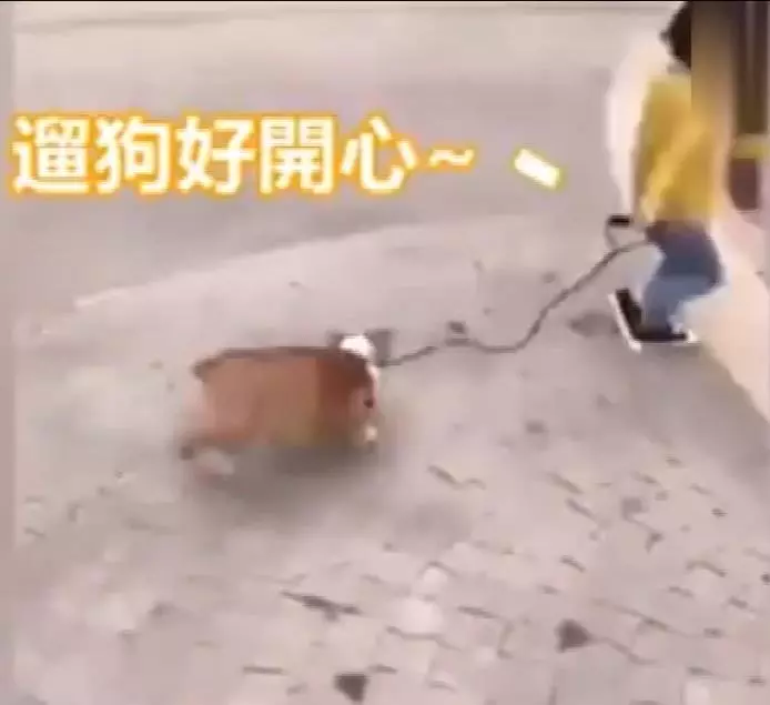 最佛系遛狗?小女孩遛牽引繩,快樂在其中,柯基拔腿狂追:繩子掉啦,等我啊!