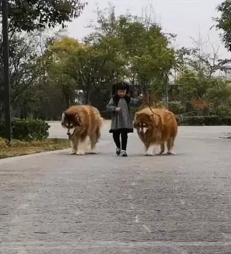 阿拉斯加與小主人霸氣逛街,汪:誰敢碰我主人,網:不敢碰,不敢碰!
