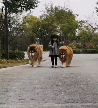 阿拉斯加與小主人霸氣逛街,汪:誰敢碰我主人,網:不敢碰,不敢碰!