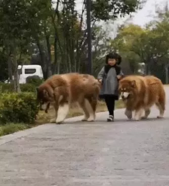 阿拉斯加與小主人霸氣逛街,汪:誰敢碰我主人,網:不敢碰,不敢碰!
