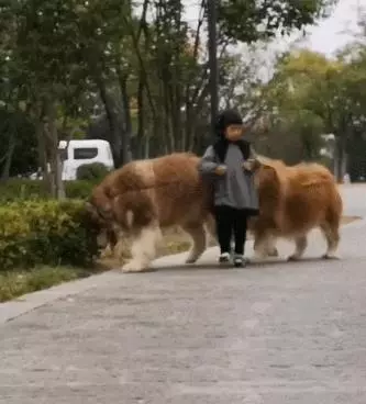 阿拉斯加與小主人霸氣逛街,汪:誰敢碰我主人,網:不敢碰,不敢碰!