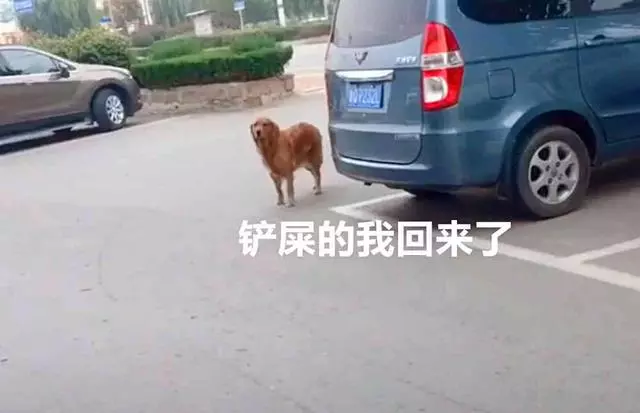 金毛獨自出去玩,回家時身上帶回欠條,金金委屈:我闖禍了,吃了8個包子沒給錢!