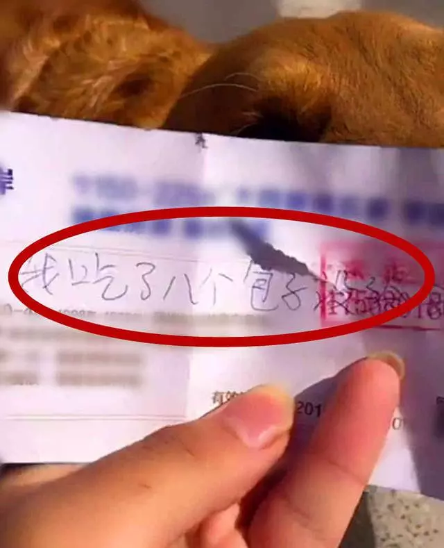 金毛獨自出去玩,回家時身上帶回欠條,金金委屈:我闖禍了,吃了8個包子沒給錢!