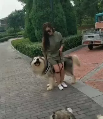 主人走累要坐阿拉斯加身上,沒想到狗狗使壞,讓主人摔了一跤!