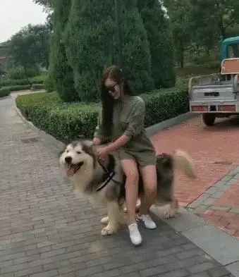 主人走累要坐阿拉斯加身上,沒想到狗狗使壞,讓主人摔了一跤!
