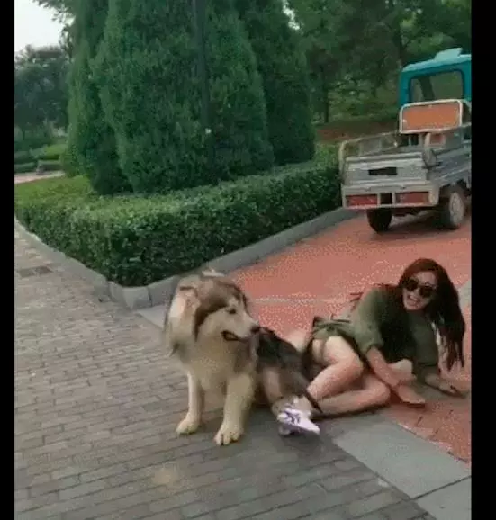 主人走累要坐阿拉斯加身上,沒想到狗狗使壞,讓主人摔了一跤!