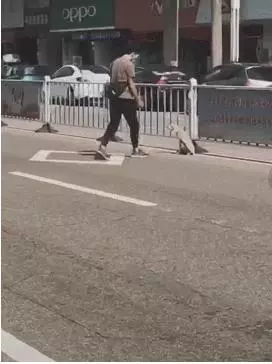 炎熱夏季,流浪狗腿受傷坐在路上無人問津,善良帥哥暖心抱起救下汪汪!