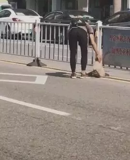 炎熱夏季,流浪狗腿受傷坐在路上無人問津,善良帥哥暖心抱起救下汪汪!