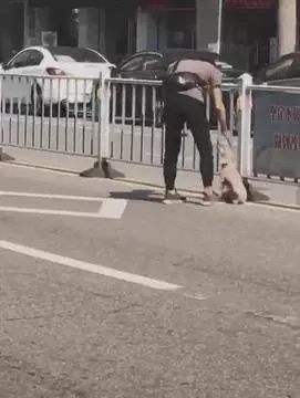炎熱夏季,流浪狗腿受傷坐在路上無人問津,善良帥哥暖心抱起救下汪汪!