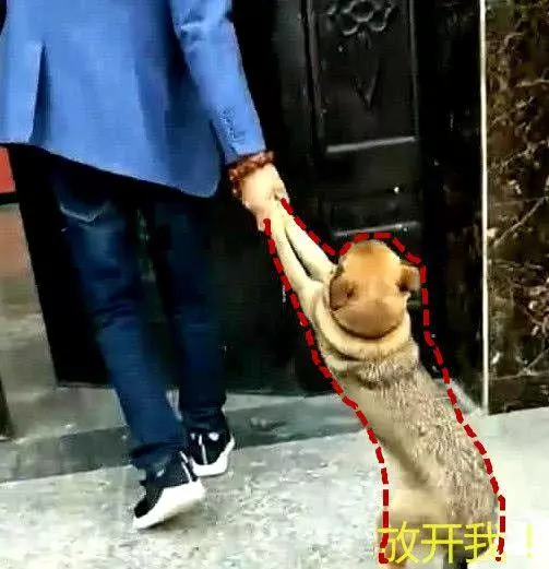 小土狗在鄰居家過夜,第二天被發火主人拖回家,網:這場景像我小時候!