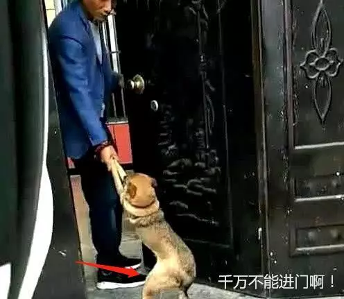 小土狗在鄰居家過夜,第二天被發火主人拖回家,網:這場景像我小時候!