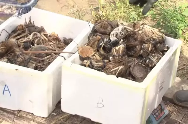 忍惡臭打撈!苗栗消失的「毒大閘蟹」被發現沉池底,1400公斤全數打撈,沒流出市面販售!