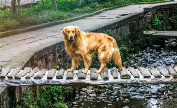5種最愛跟主人撒嬌的狗狗,柴犬在內,前面四種都不如第五個