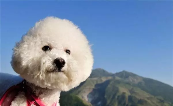 5種最愛跟主人撒嬌的狗狗,柴犬在內,前面四種都不如第五個